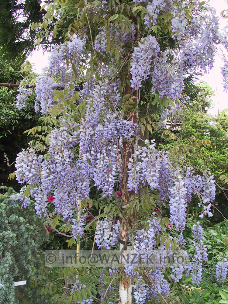 Wisteria floribunda Macrobotrys 01.JPG